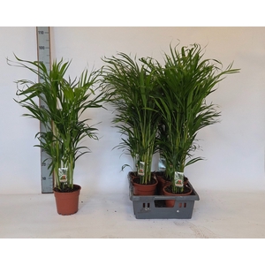 DYPSIS LUTESCENS