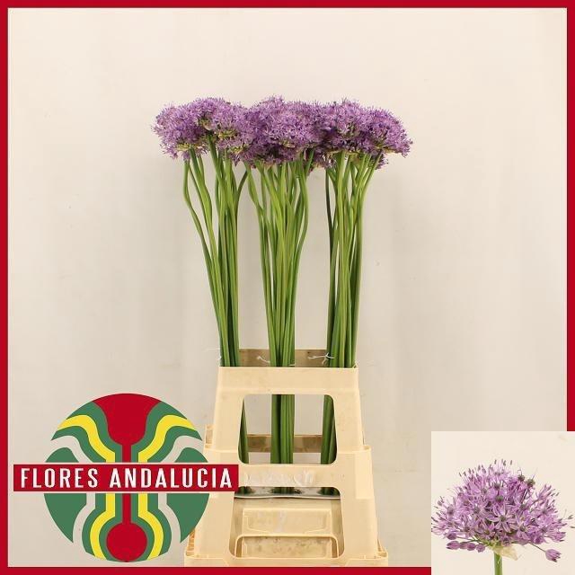 <h4>Allium Aflatunense</h4>