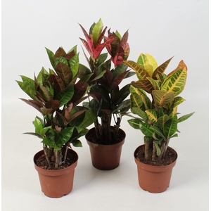 Codiaeum mix 13 cm