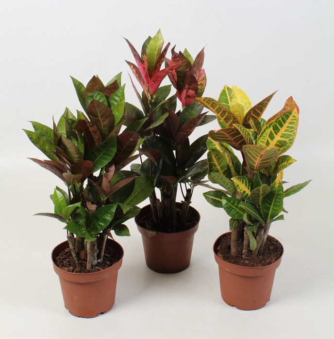 <h4>Codiaeum mix 13 cm</h4>