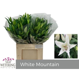 XXXX LI OR WIT 3    SF