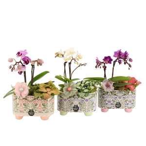 21907: Contradiction arrangement