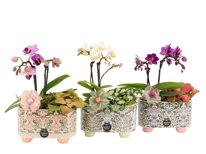 <h4>21907: Contradiction arrangement</h4>