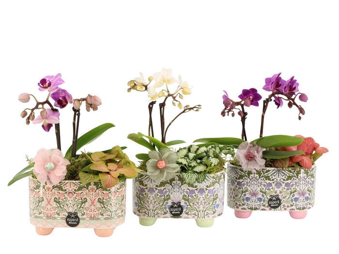 <h4>21907: Contradiction arrangement</h4>