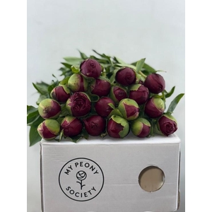 Paeonia Henry Bockstoce