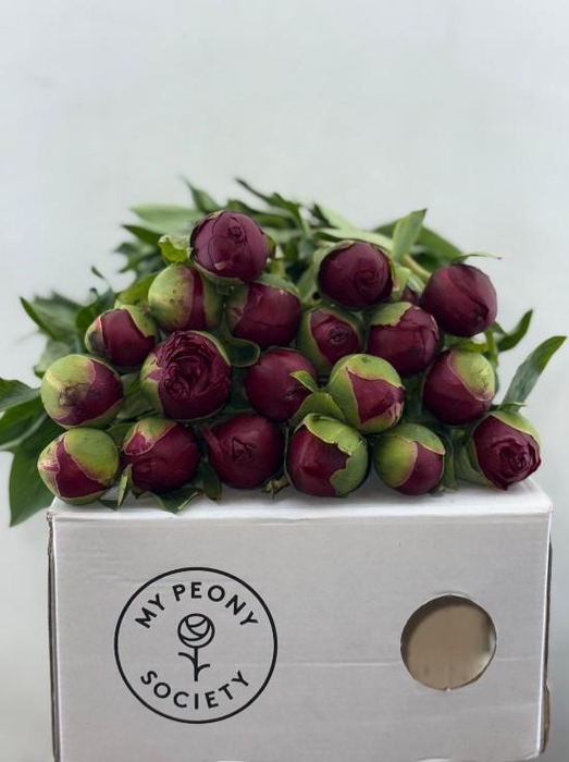 <h4>Paeonia Henry Bockstoce</h4>