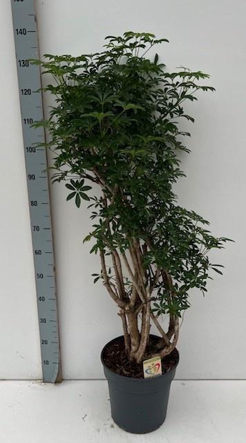 <h4>SCHEF AR LUSEANA</h4>