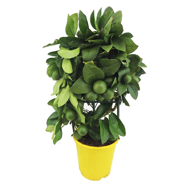 <h4>Citrus lemon</h4>