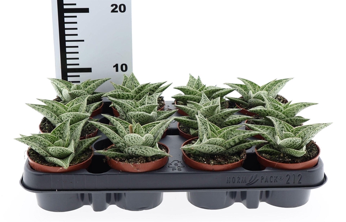 <h4>Aloe variegata</h4>