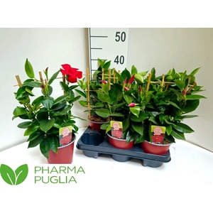 MANDE RIO GRANDE RED