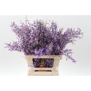 Genista Klb bs Milka