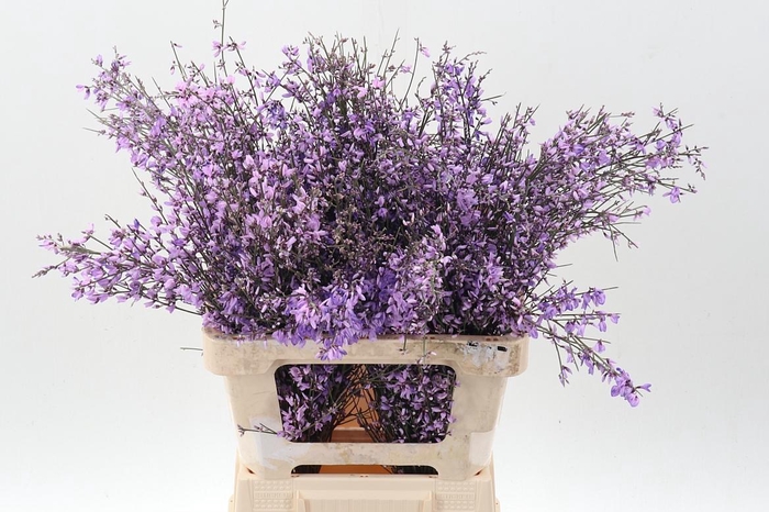 <h4>Genista Klb bs Milka</h4>