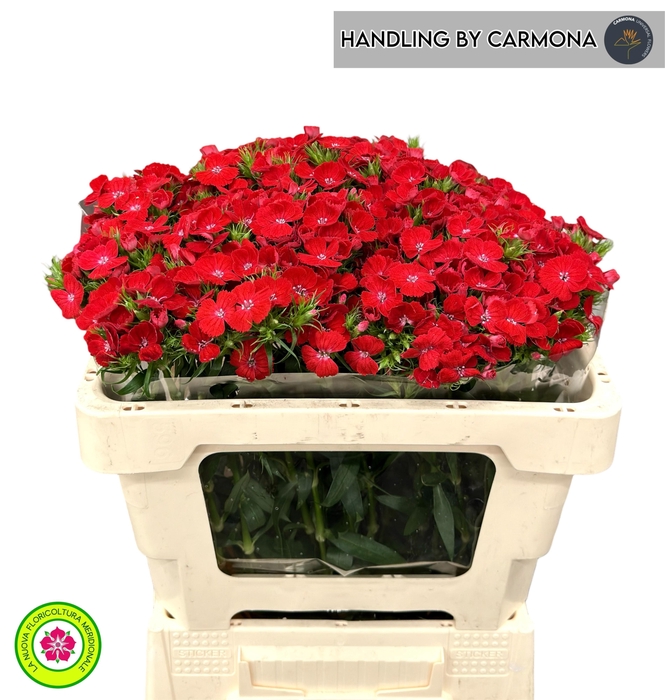 <h4>DI BARB BARON BRE</h4>