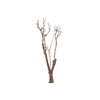 Syringa Branch Extra Koroku