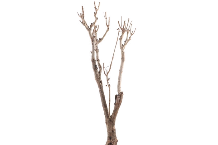 Syringa Branch Extra Koroku