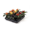 CAPSICUM ANNUUM Sierplant