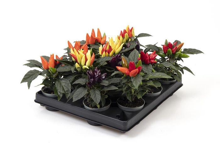 <h4>CAPSICUM ANNUUM Sierplant</h4>