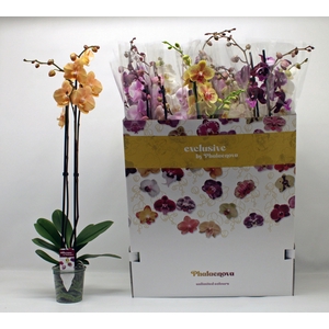 PHAL GEM 10 KL