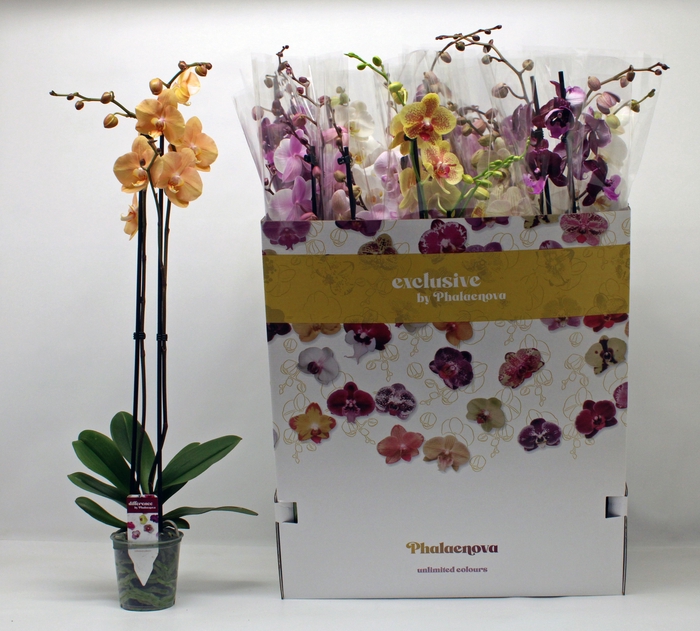 <h4>PHAL GEM 10 KL</h4>