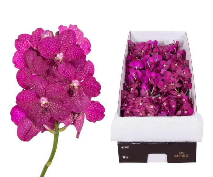 <h4>Vanda Magic Fuchsia X20</h4>