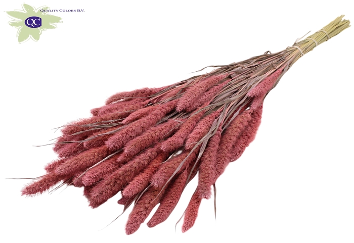 <h4>Setaria per bunch frosted pink</h4>