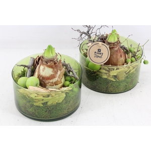arr4 Amaryllis PL - Glas cilinder x6