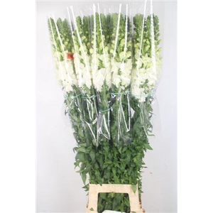 Antirrhinum Fr. White Ex