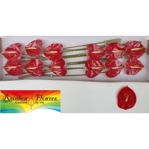 Anthurium tropical