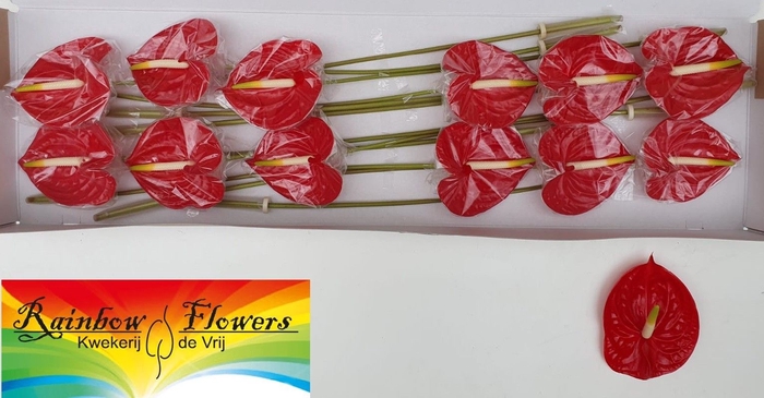 <h4>Anthurium tropical</h4>
