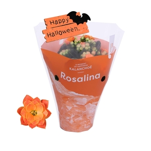 Kalanchoe gevuld Rosalina Don Pedro