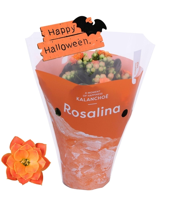 <h4>Kalanchoe gevuld Rosalina Don Pedro</h4>
