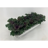 Brassica gekruld rood