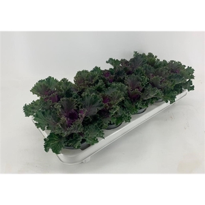 Brassica gekruld rood