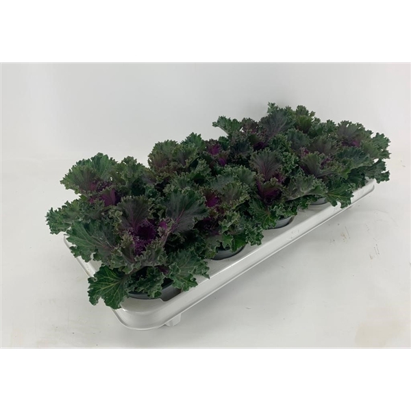 <h4>Brassica gekruld rood</h4>