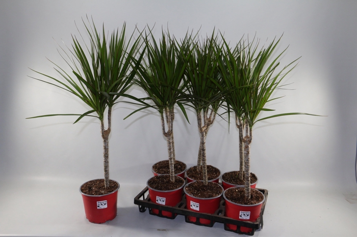 <h4>DRA MARGINATA</h4>