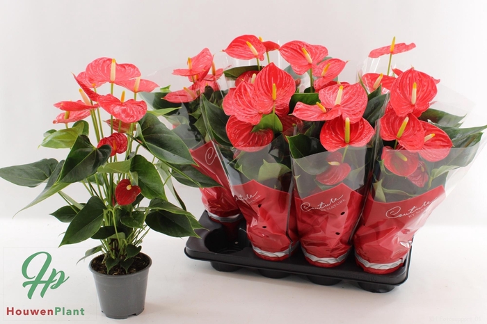 <h4>ANTHU AN ESUDO</h4>