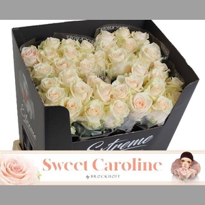 R GR SWEET CAROLINE