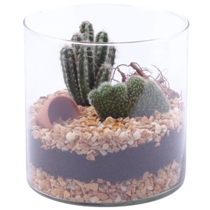 Yearround Arr. Cactus Glass Vase Cylinder Ø15cm 2PP