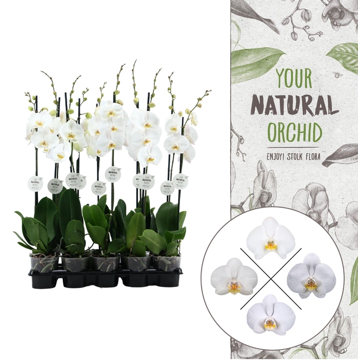<h4>Your Natural Orchid | White 75cm | Phalaenopsis 1 spike</h4>