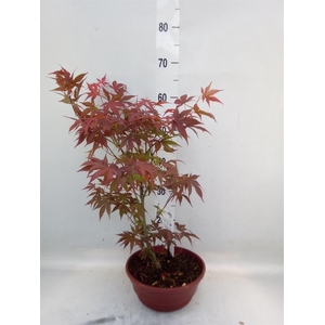 Acer palmatum