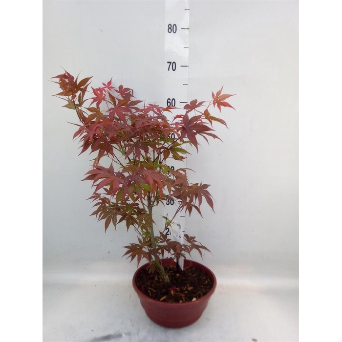 <h4>Acer palmatum</h4>