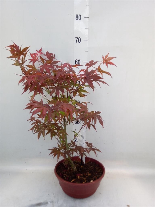 <h4>Acer palmatum</h4>