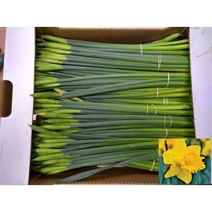 Narc T Dutch Mast Bs