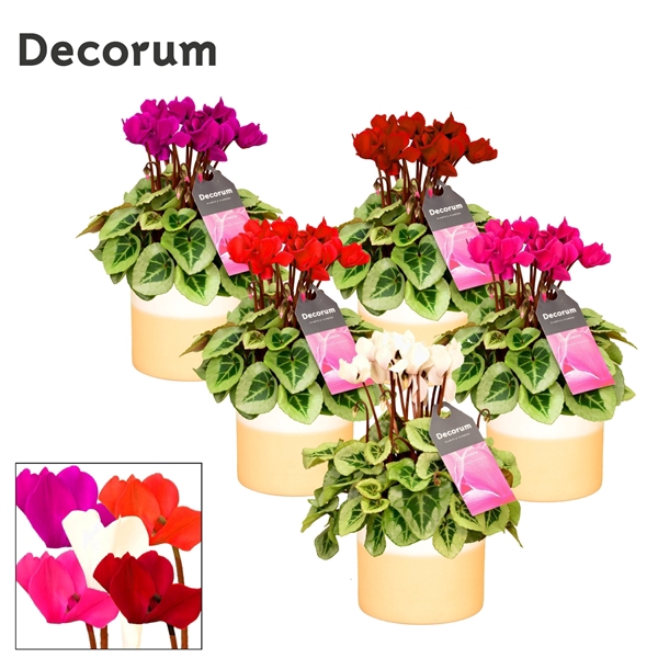 <h4>Cyclamen SS Picasso Mix in Rosy Ceramics. Decorum</h4>