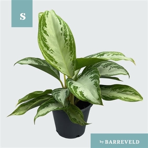 Green Agla 'Silver Bay' (Aglaonema)