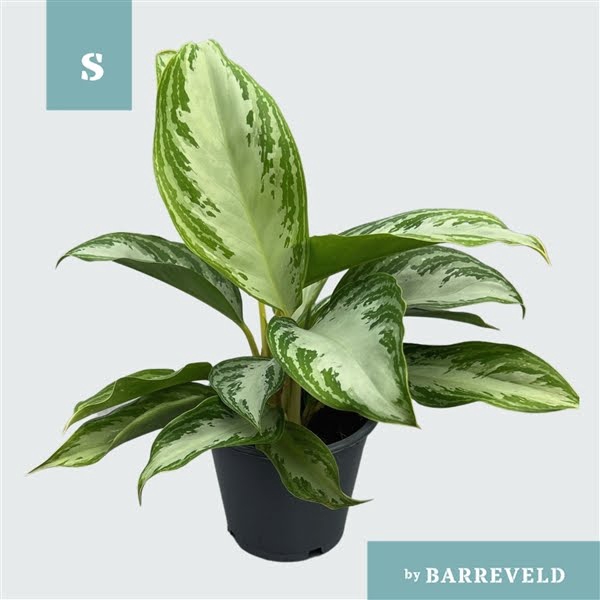 <h4>Green Agla 'Silver Bay' (Aglaonema)</h4>