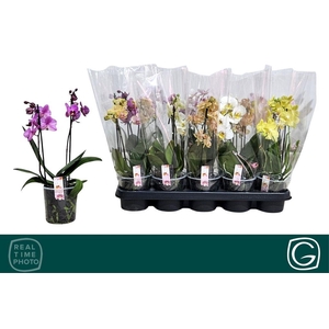 .Phalaenopsis mix