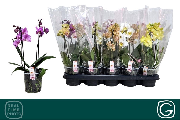 <h4>.Phalaenopsis mix</h4>