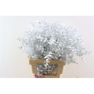 Dried Ruscus White Glitter Pst