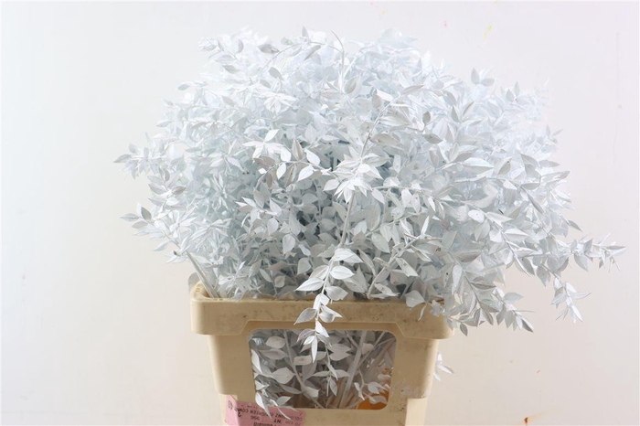 <h4>Dried Ruscus White Glitter Pst</h4>